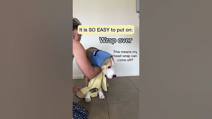 My Dog gets HOT easily SO I got him a COOLING VEST