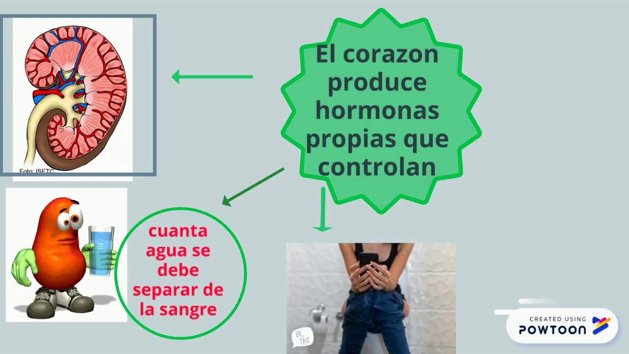 Activar Las 5 Hormonas Del Amor En Un Hombre QUÉ HORMONAS SEGREGA EL CORAZÓN - YouTube