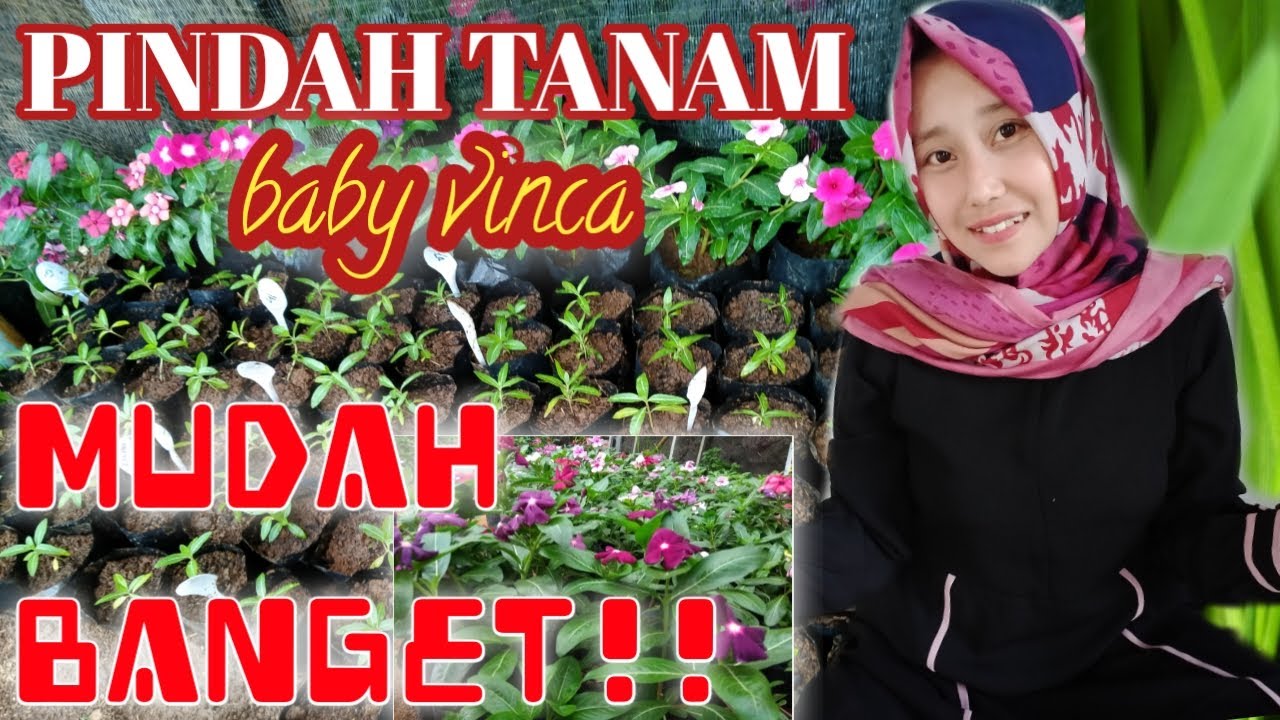 Cara Mudah Menanam Bunga Vinca By Zulfa florist 