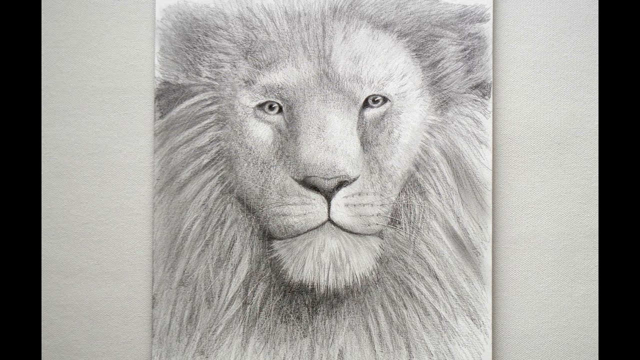 ⁣How to Draw a Lion's Head