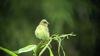 ノジコの鳴き声　Singing Bird (Japanese Yellow Bunting)