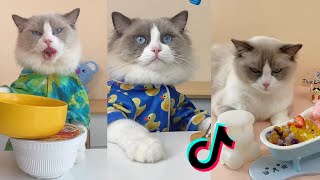 That Little Puff | Cats Make Food  | Kitty God & Others | TikTok 2024 #4