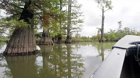 A Cache River Canoe Trip