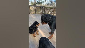 PUPPY 1st TIME MEETING DAD