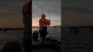 It's a DAM Walleye Party! #walleye #fishing #foxriver #dam #greenbay #shorts