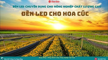 ĐÈN CHIẾU SÁNG CHO HOA CÚC || ĐÈN LED CHUYÊN DỤNG RẠNG ĐÔNG