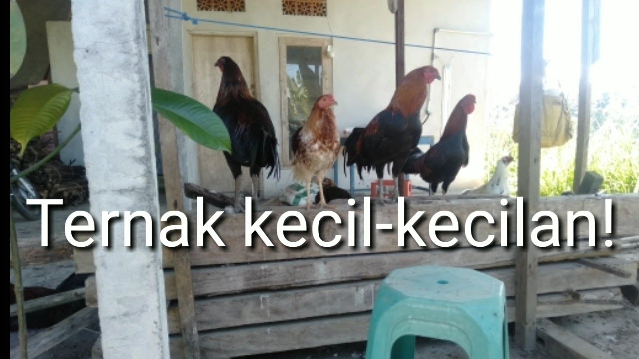 Story ternak siap Bali / ayam bali kecil-kecilan 