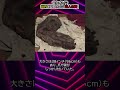 実在する？世界で見つかった巨人の骨#都市伝説#予言#宇宙#shorts