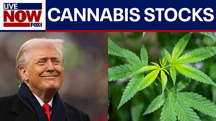 Cannabis stocks surge after reports that Trump may reclassify the drug this week