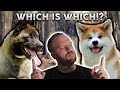 AMERICAN AKITA or JAPANESE AKITA! What's The Difference?? の動画、YouTube動画。