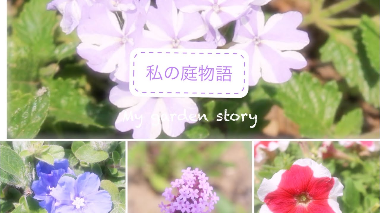 6月下旬のガーデニング 庭に咲いてる爽やかな花達 梅雨対策の5つの庭仕事 挿し芽のその後とポット上げ ゼラニウム ミニバラ ペチュニア Youtube