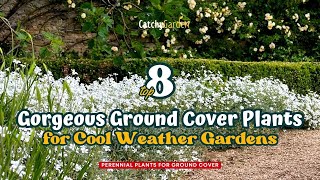 8 Gorgeous Ground Cover Plants for Cool Weather Gardens 🌺🍃🌸