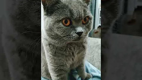 Watch the video about Cute blue british hsorthair kitten purring