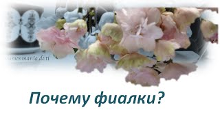 Фиалки Моё хобби Презентация Power Point Präsentation Фиалки Моё хобби Презентация Power Point Präsentation
