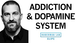 Addiction Explained Rises Falls In Dopamine Dr Andrew Huberman