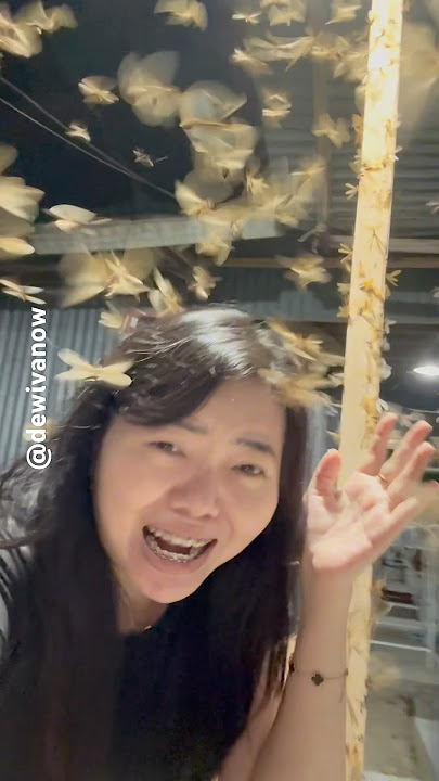 Emangnya Laron bisa dimakan ya? #dewivanow #laron #siraru #dedalu #rayap #flyingtermite