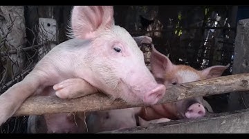 Bài Động vật   - TNXH lớp 3