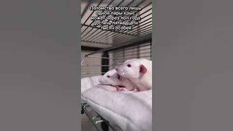 Насколько быстро размножаются крысы