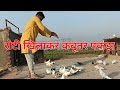 काली पूछ का कबूतर पकड़ा | try to catch pigeons | by hind kabutar group