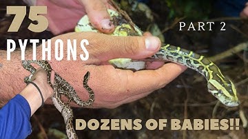 Hunting Pythons for 40 Nights in a row (part 2)