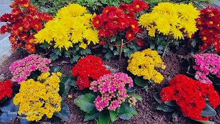 Beautiful natural flower bloom in garden | Kalanchoe blossfeldiana flowers