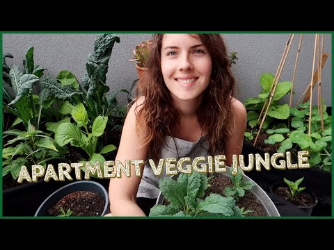 Video: Zelenina v nádobách: Zahrada se zeleninou v květináči ve střední oblasti