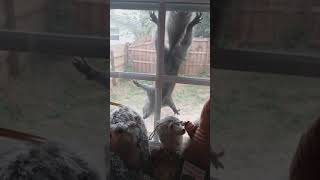 Squirrel licking the screen - Part 1