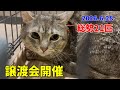 総勢21匹！子猫も出場の譲渡会を開催しました