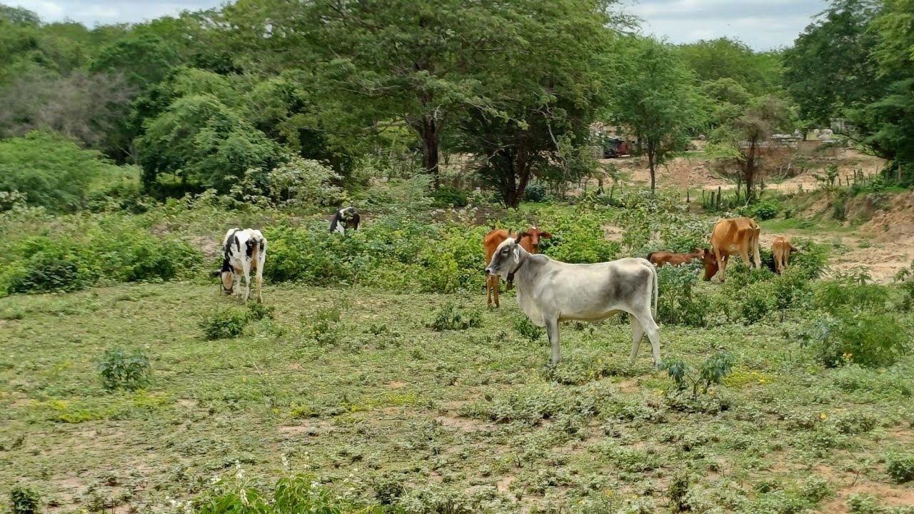 Vendo barato 15 hectares grande oportunidade 8799102 3154 