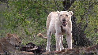 Download Lagu Injured White Lioness Pushes into New Ground (Birmingham Pride) MP3