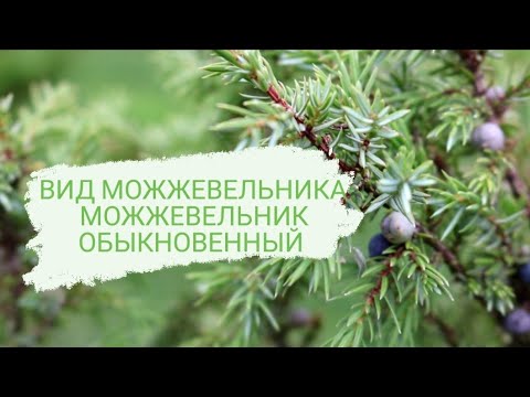 ВИД МОЖЖЕВЕЛЬНИКА- МОЖЖЕВЕЛЬНИК ОБЫКНОВЕННЫЙ🌲🌲🌲
