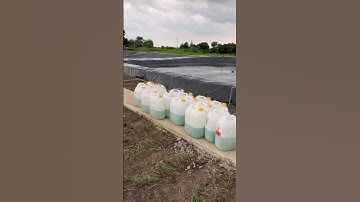 Cá thác lác giống. Cá nàng hai giống. 0909770509 #cagiong #fish #traicagiongutme