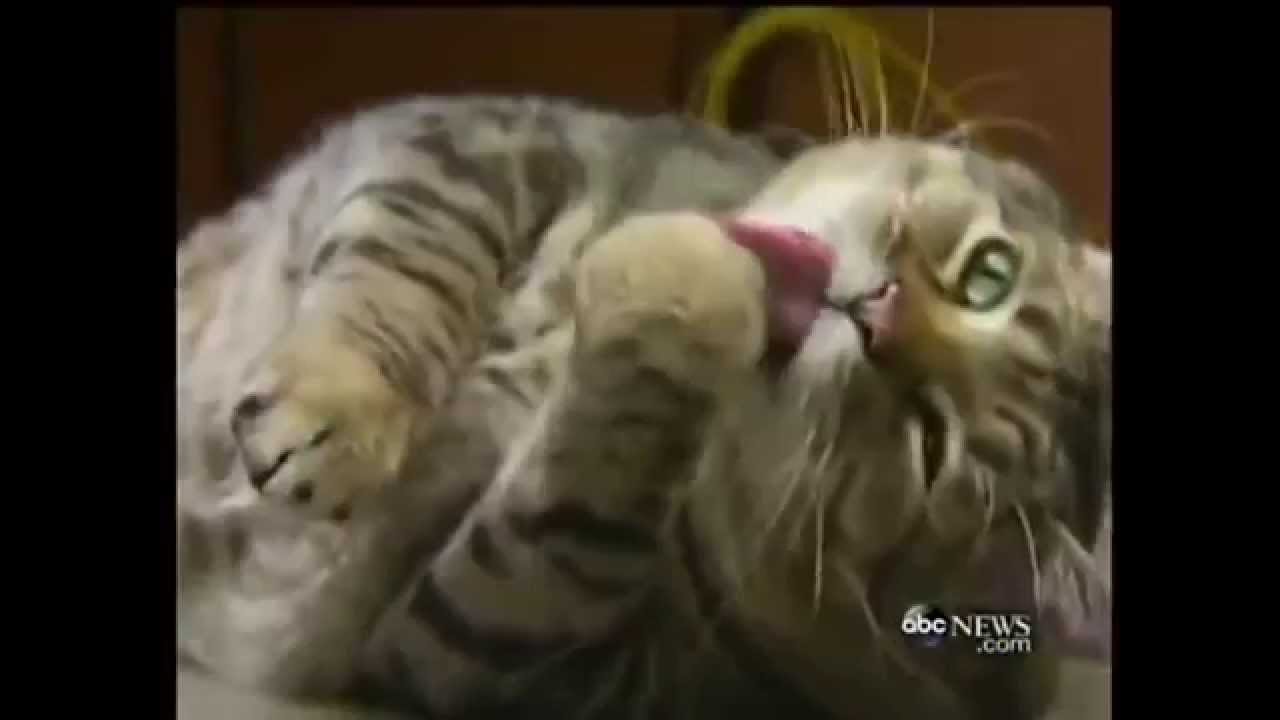  Fat  Cat  One Videos Fat  and Cute Cat  Compilation Very 