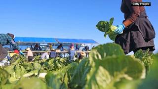 2 Michigan deaths linked to multistate Cyclospora outbreak