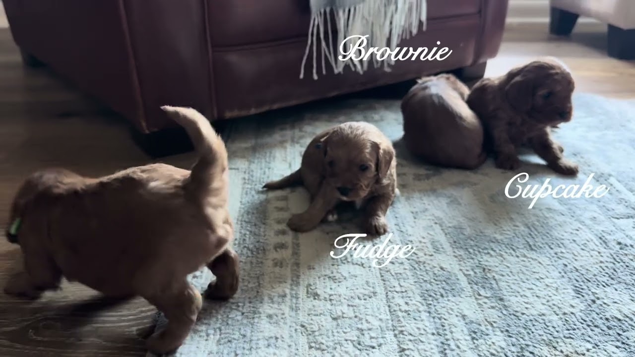 F1 Cavapoo Puppies @ 3 Weeks Old Exploring