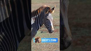 Rarest Zebras in Cayo Saetia Cuba!!! 🦓✨