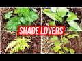 6 Plants for Shade - Landscape Design for Shady Area Under a Tree