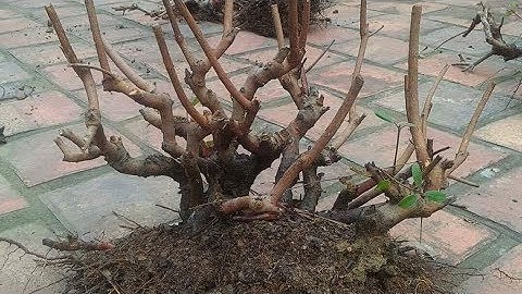 Đi rừng: Tập 3 - Phân loại Sim rừng khai thác