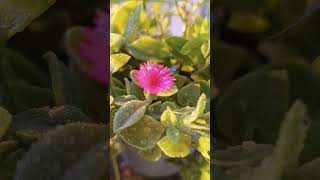 Blossom Time A Celebration of Life