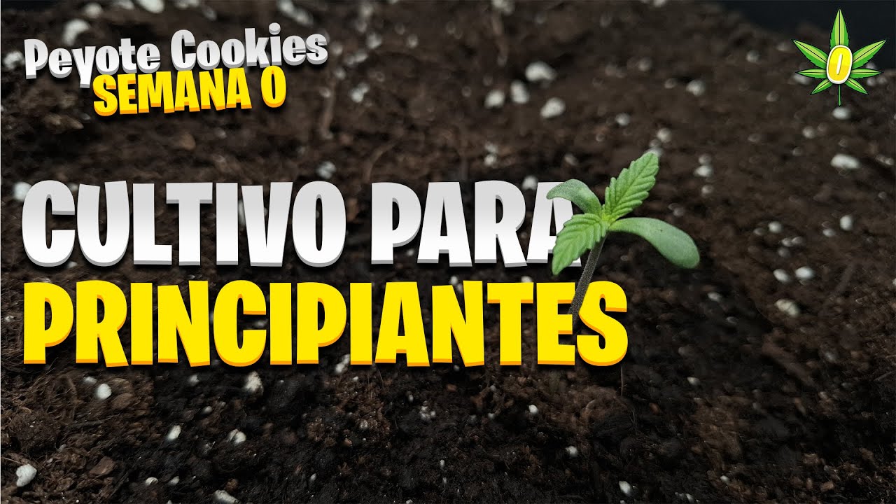 Semana 0 - Seguimiento de cultivo indoor | Cultivo para principiantes | FC-E1500