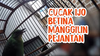 Download Lagu Ternyata Cucak Ijo Suka Suara Gemricik Air MP3 Download Lagu Ternyata Cucak Ijo Suka Suara Gemricik Air MP3