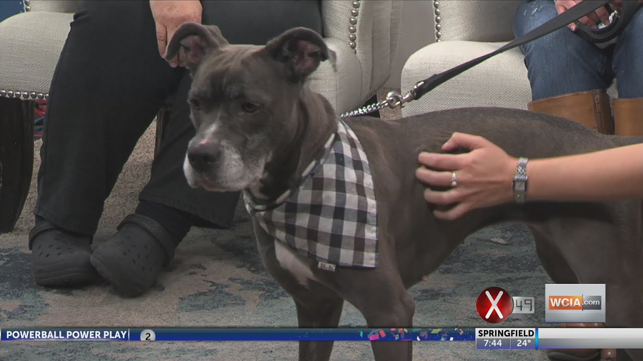 Pet on the Set Razzle YouTube