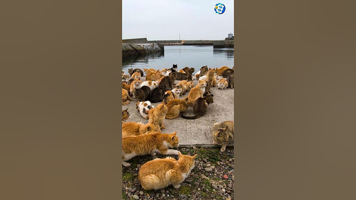 Isla de los GATOS