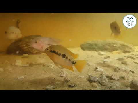 Herotilapia Multispinosa Orange | Toprybičky.sk