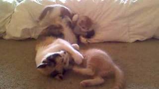 Kitty Bath Time Fiasco