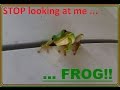 Green tree frog is looking at me  i use a funny voice to talk to it