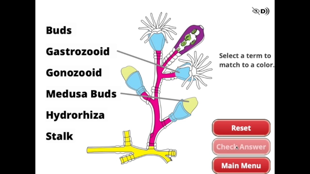 Hydrozoan Life Cycle Walkthrough YouTube