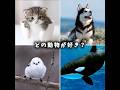 どの動物が好き? #可愛い #動物 #犬 #猫 #癒し