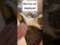 Trying to Learn C# With a Furry Helper