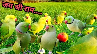 Ringnaeck Parrot Talking Sound | Parrot Natural Sound| Tanishu singh miniature|@ParrotParadise